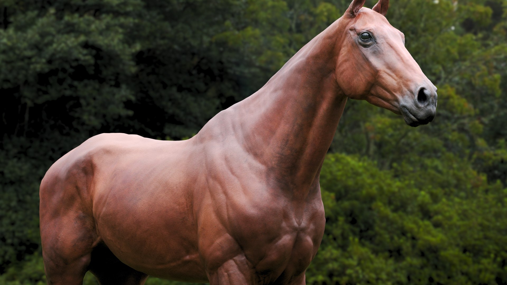 Horse 3 colors ZBrush model https://p.turbosquid.com/ts-thumb/8Z/1pxsgu/yP/d2/jpg/1655411392/1920x1080/fit_q87/7aefad8d6232fc2256900d4659f06aa1626c1039/d2.jpg