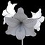 Hippeastrum Flowers