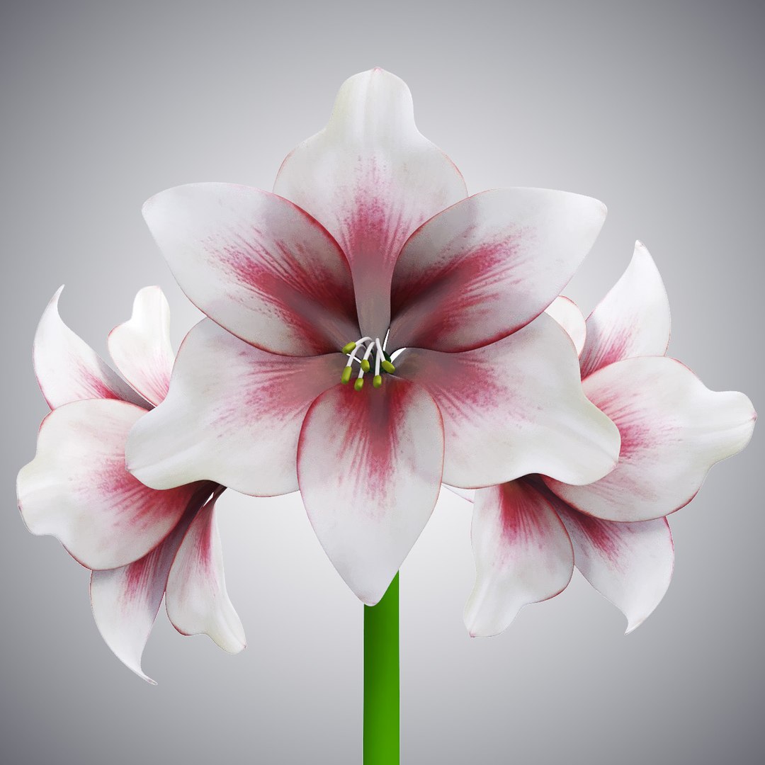 hippeastrum flowers 3D model https://p.turbosquid.com/ts-thumb/8Z/BJxInE/H5LGdKfd/rend2/jpg/1492592103/1920x1080/fit_q87/2de581c59b08483455a754c3ef940d3f4438a459/rend2.jpg