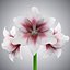 Hippeastrum Flowers