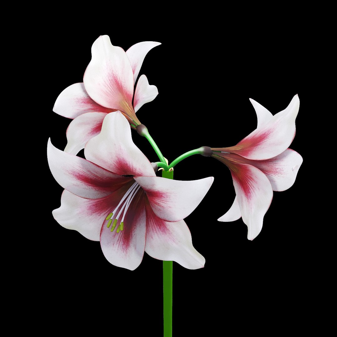 hippeastrum flowers 3D model https://p.turbosquid.com/ts-thumb/8Z/BJxInE/iZdlV8Vy/rend3/jpg/1492592103/1920x1080/fit_q87/564e5948516340ff9c19f4b425fc33970d28fa6c/rend3.jpg