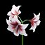 Hippeastrum Flowers