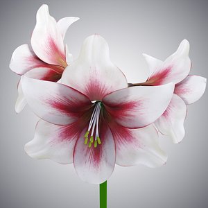 hippeastrum flowers 3D model