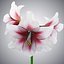 Hippeastrum Flowers