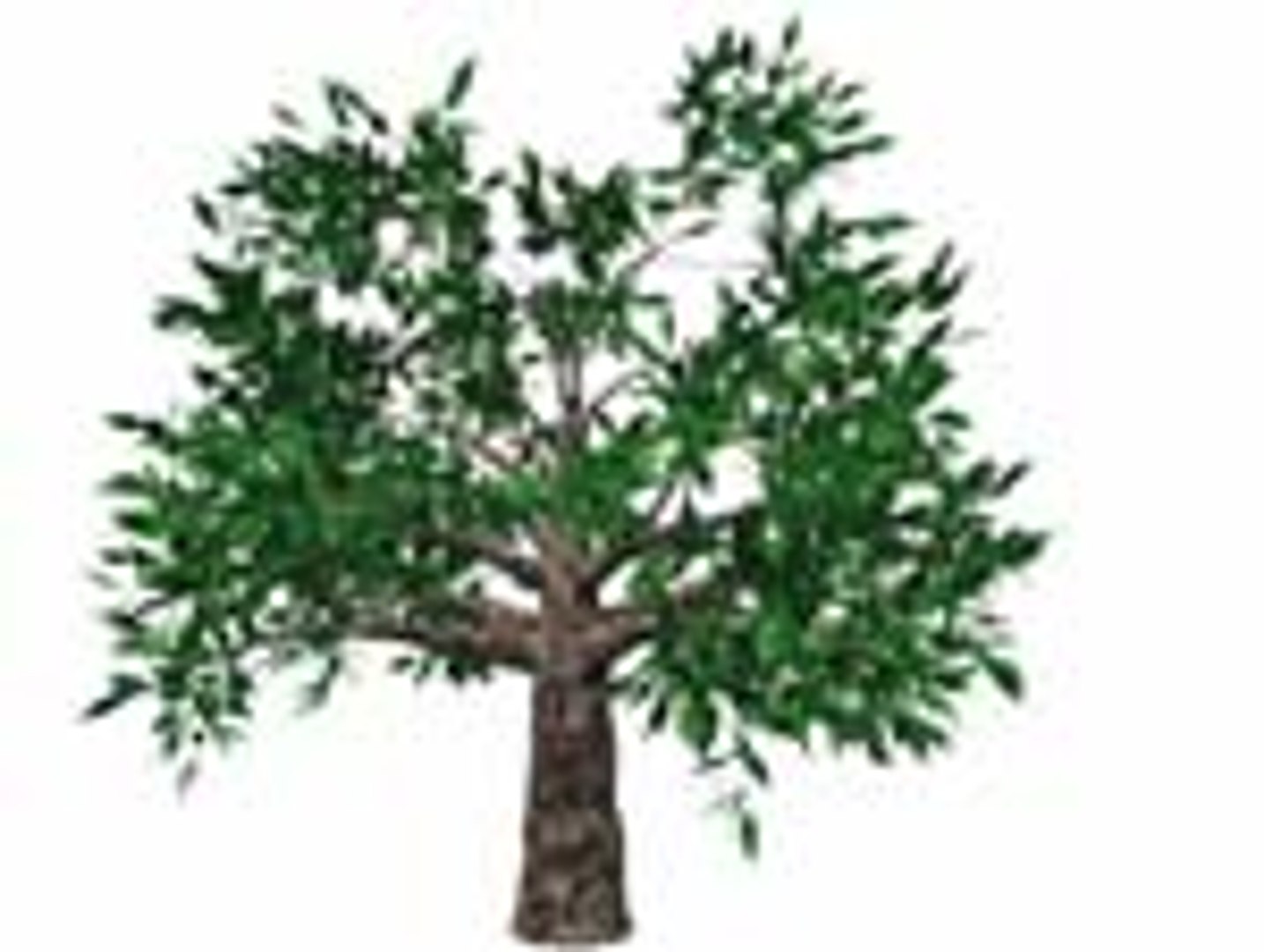 Obj Swamp Tree