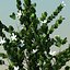 natal plum
