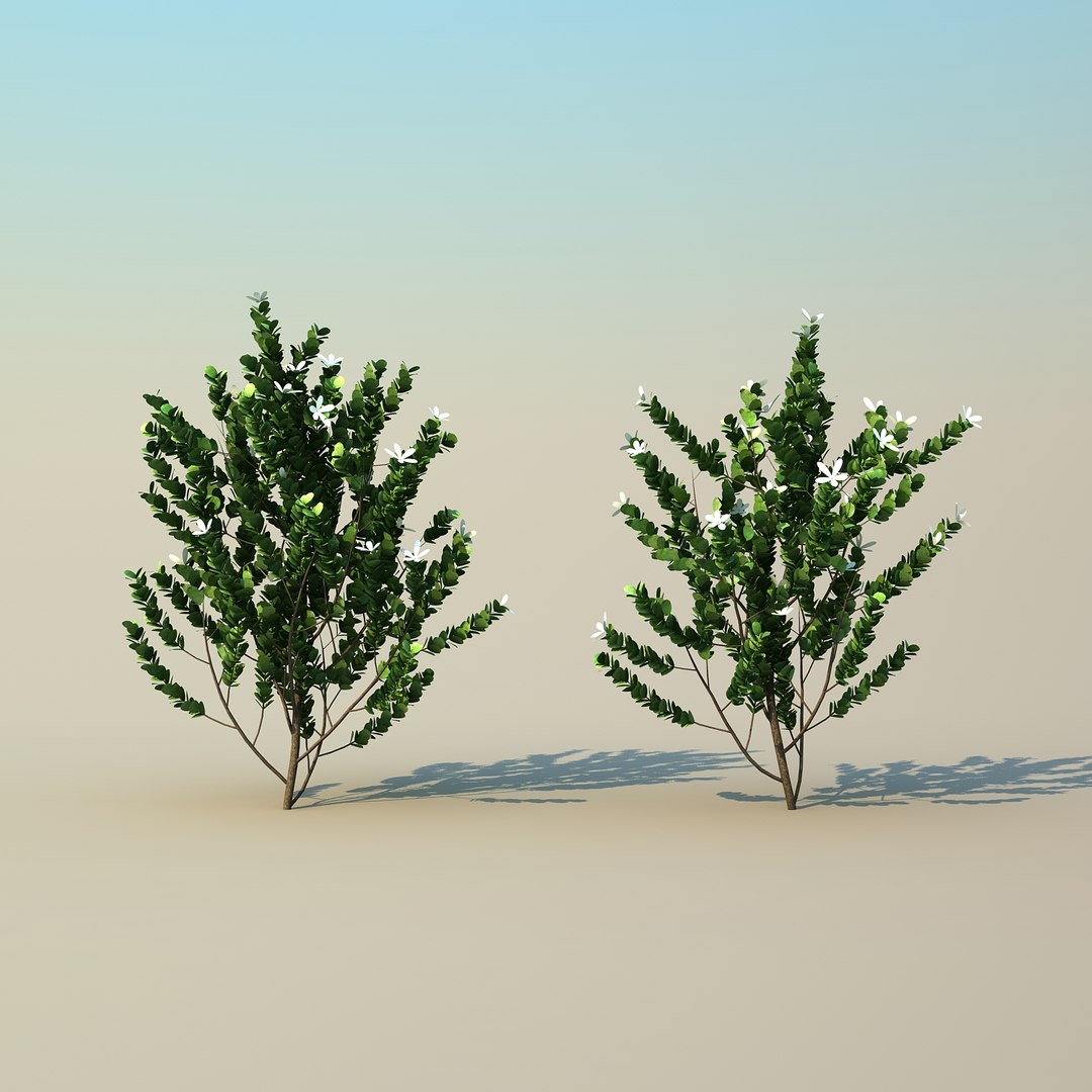 3d model tree scatter https://p.turbosquid.com/ts-thumb/8Z/Rzdj49/E8z8rzJi/natalplum_04/jpg/1488246851/1920x1080/fit_q87/1faa3f0201479ff3f0e5a3dac98cc8113dc39502/natalplum_04.jpg
