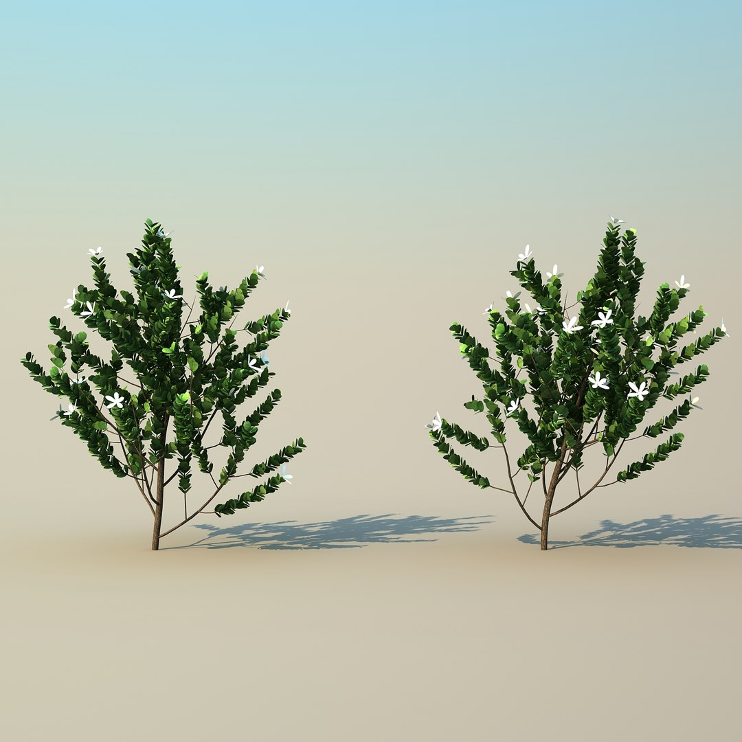 3d model tree scatter https://p.turbosquid.com/ts-thumb/8Z/Rzdj49/Z8n6HaCW/natalplum_05/jpg/1488246851/1920x1080/fit_q87/14444139b1c764fc308a19e7275b3fb94a323ec7/natalplum_05.jpg