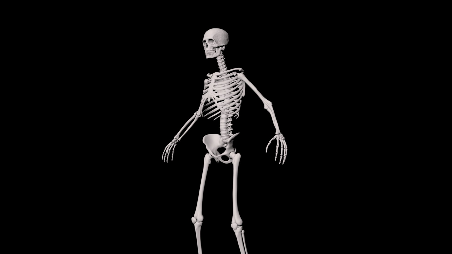 3D Model Skeleton - TurboSquid 1833265