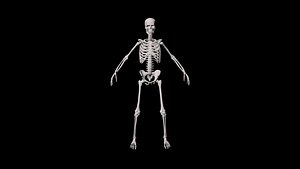 3D model Skeleton