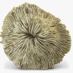 3d model mushroom coral