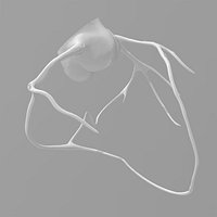 Aortic valve with coronary arteries