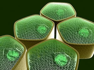 Plant Cell