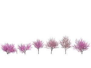 HighpolyLow Poly -  Cercis siliquastrum - Judas tree 3D model