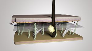 Skin & hair anatomy section