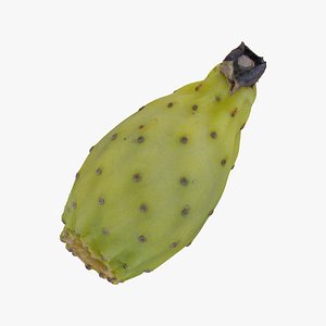 cactus fig 03 raw 3D model