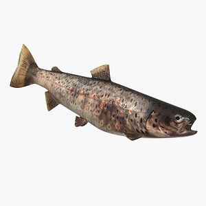 3D model Trout