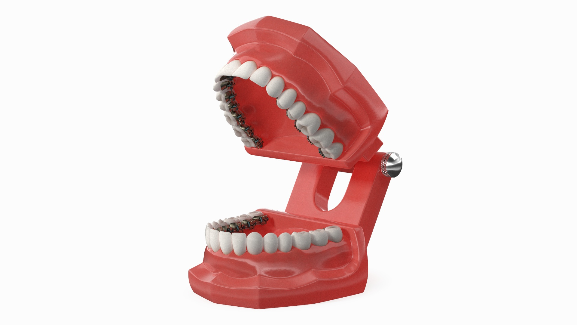 3D Lingual Braces On Typodont Teeth Model - TurboSquid 2335702