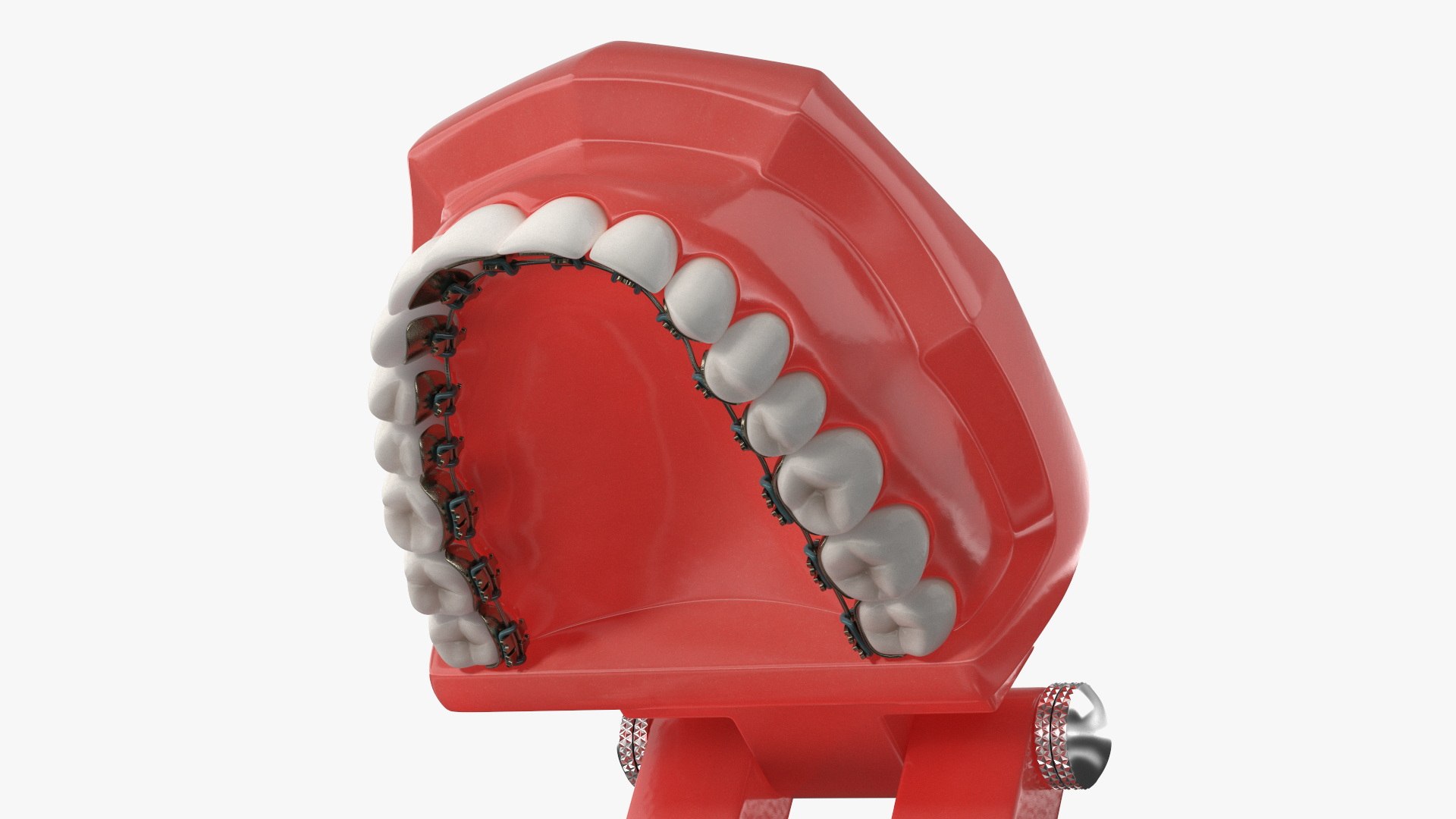 3D Lingual Braces On Typodont Teeth Model - TurboSquid 2335702