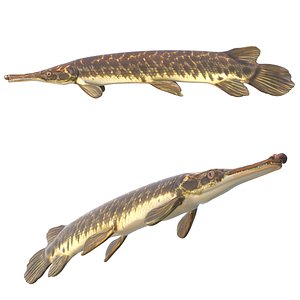 3D Florida Gar fish model
