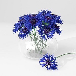 cornflower flower plant 3d model