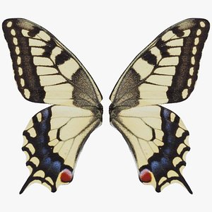 Old World Swallowtail Papilio Machaon Remastered
