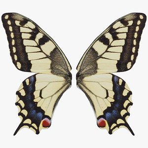 Old World Swallowtail Papilio Machaon Remastered