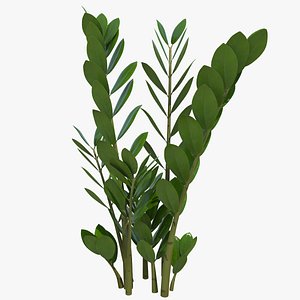 Fern Arum Zamioculcas