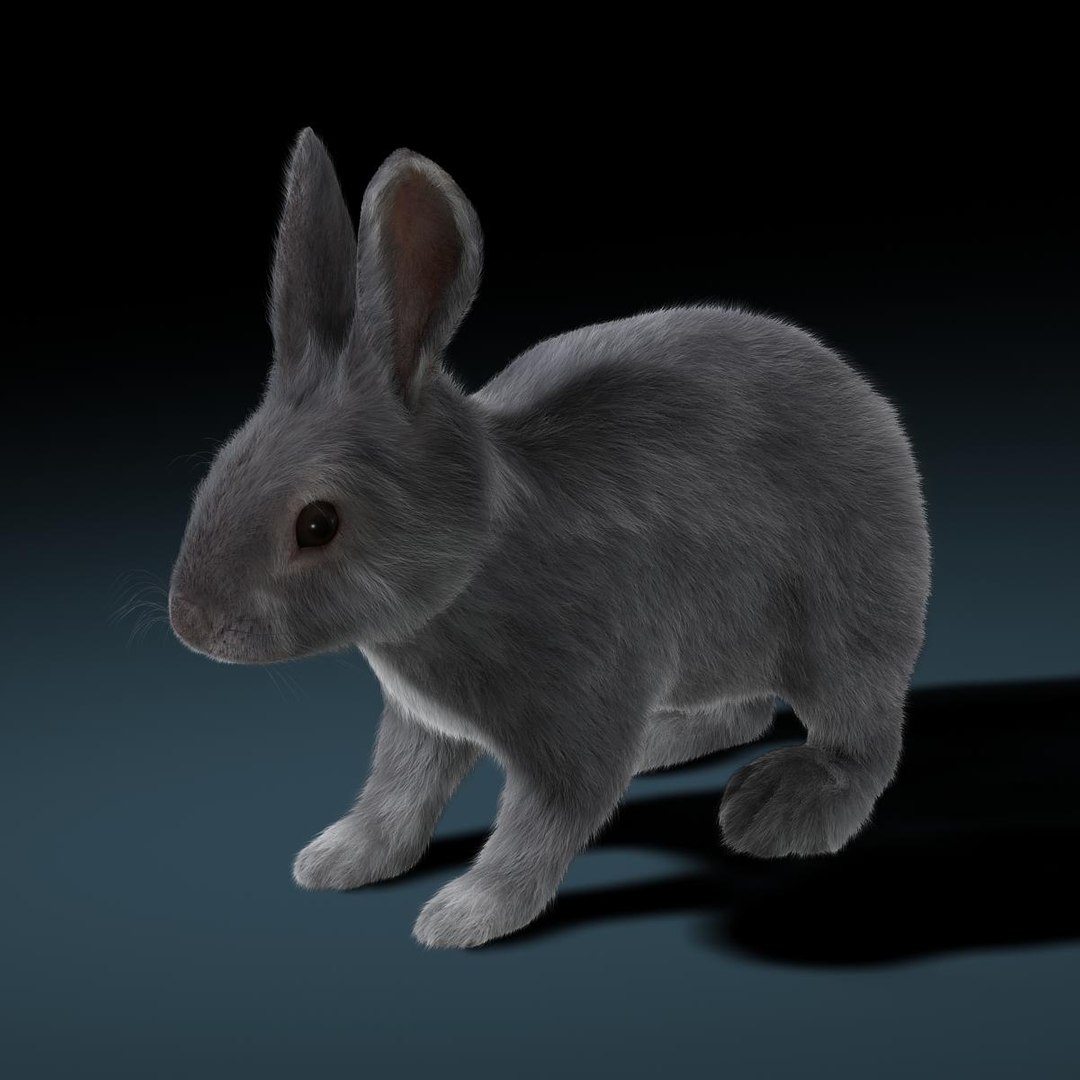 3d Model Rabbit Grey Fur