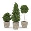 Boxwood