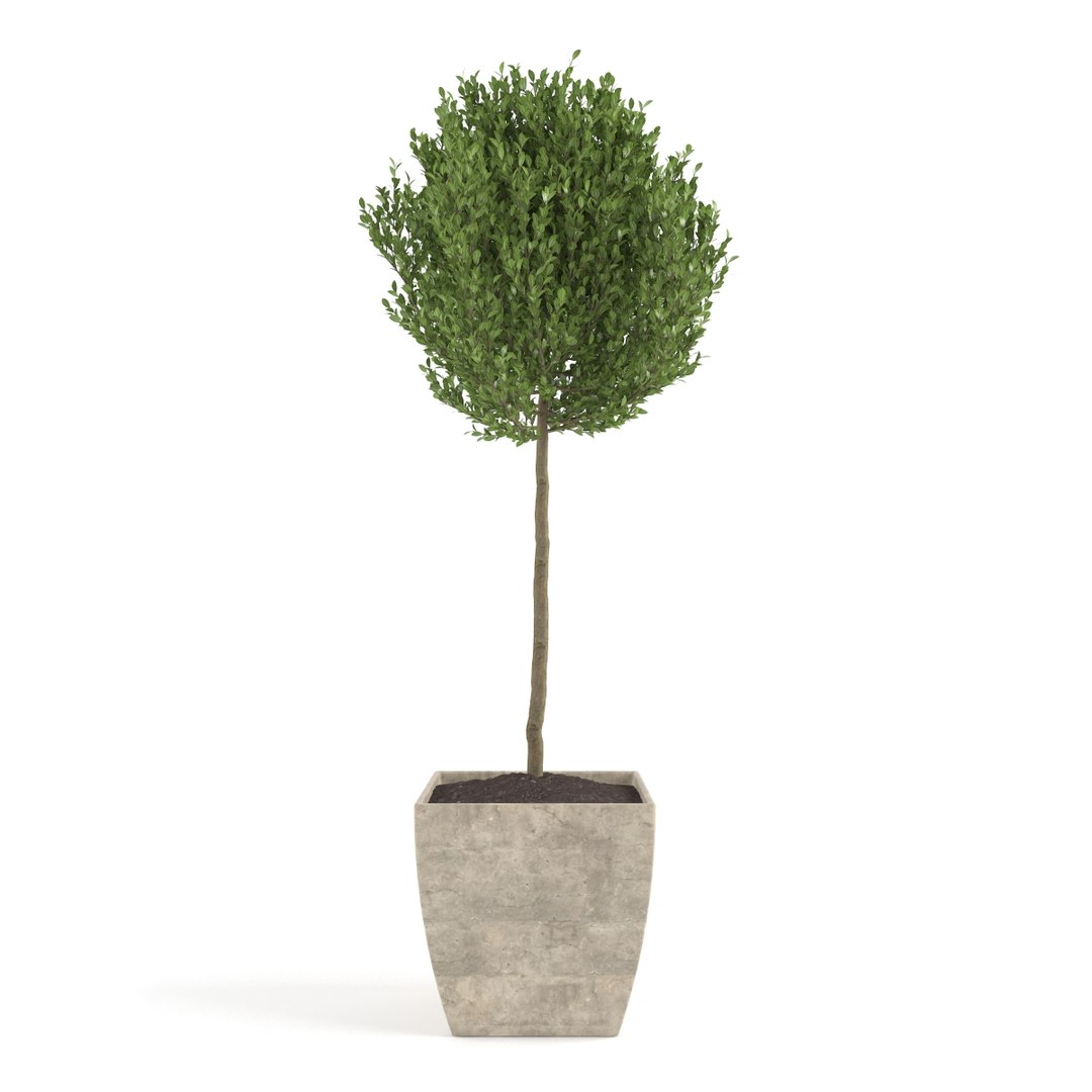 boxwood max https://p.turbosquid.com/ts-thumb/8a/dvaD3S/Nz8bKjDP/05/jpg/1466800512/1920x1080/fit_q87/5e38e57f49d92cd2336efc8614515ac66c285d6d/05.jpg