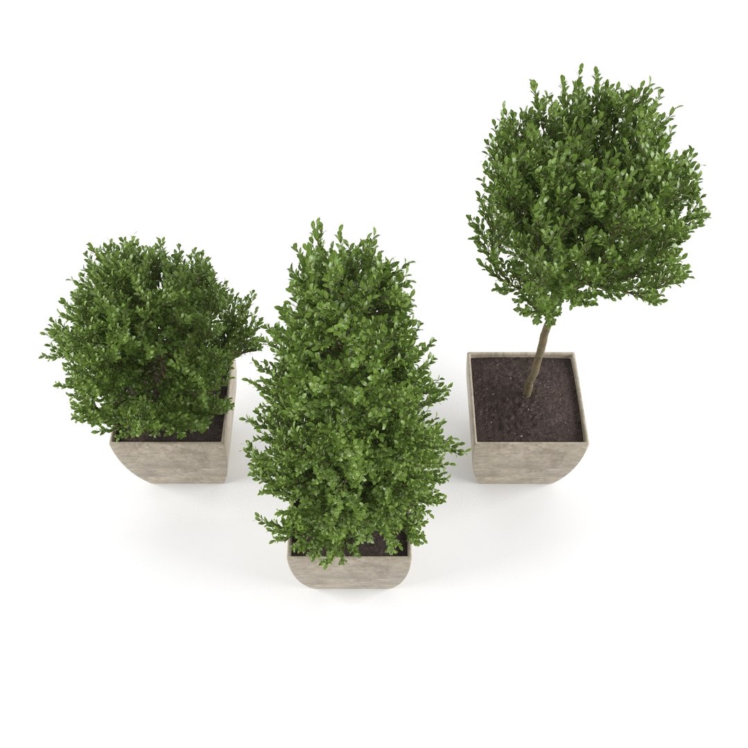 boxwood max https://p.turbosquid.com/ts-thumb/8a/dvaD3S/at86gY5p/02/jpg/1466800512/1920x1080/fit_q87/a7ad24775c24288b573656cfd15d3a053b81e2dc/02.jpg