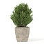 Boxwood