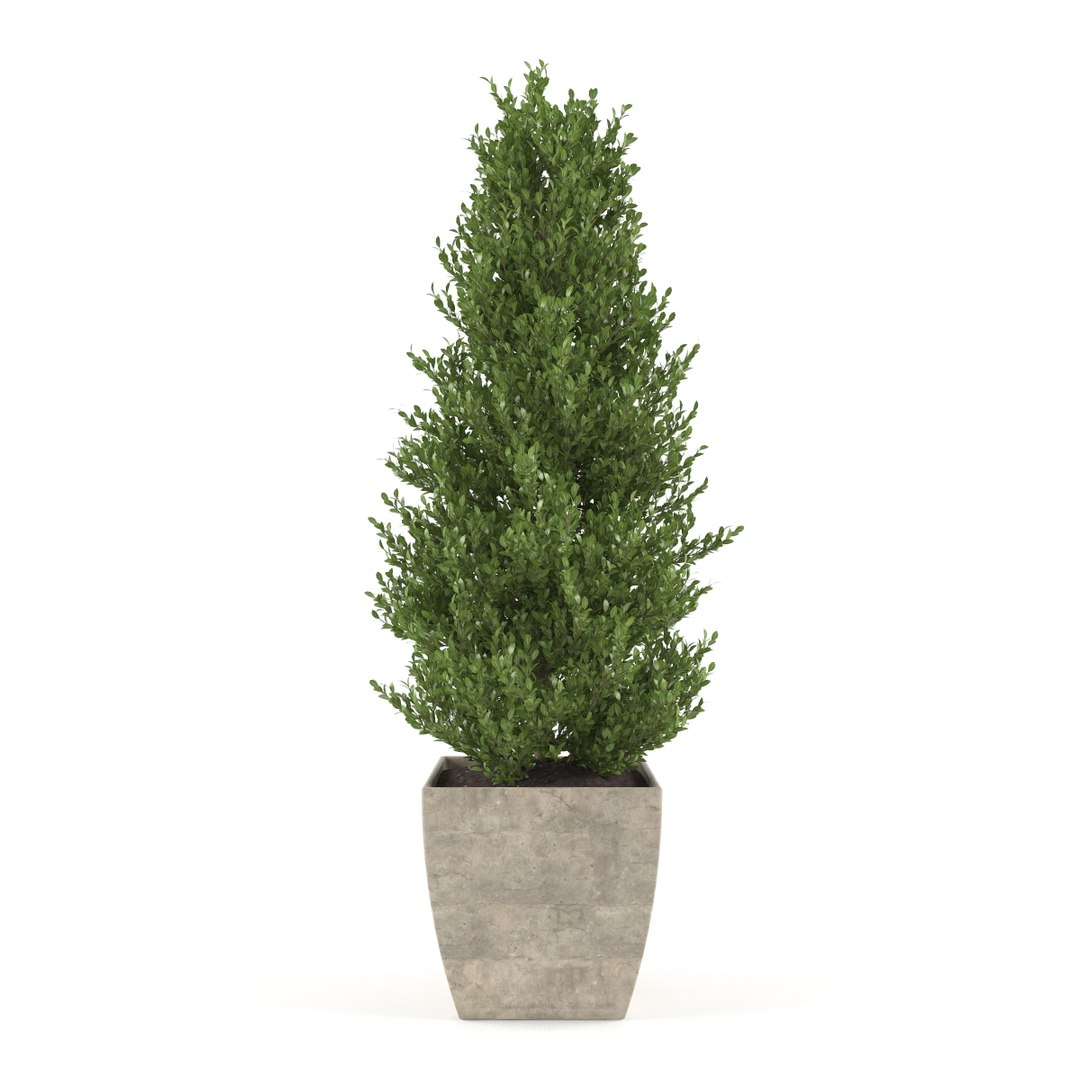 boxwood max https://p.turbosquid.com/ts-thumb/8a/dvaD3S/mPfjdYXG/04/jpg/1466800512/1920x1080/fit_q87/c3a35381199e43fb1a9610a29393b1121099c5d0/04.jpg