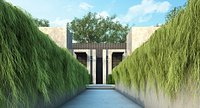 Casuarina Glauca