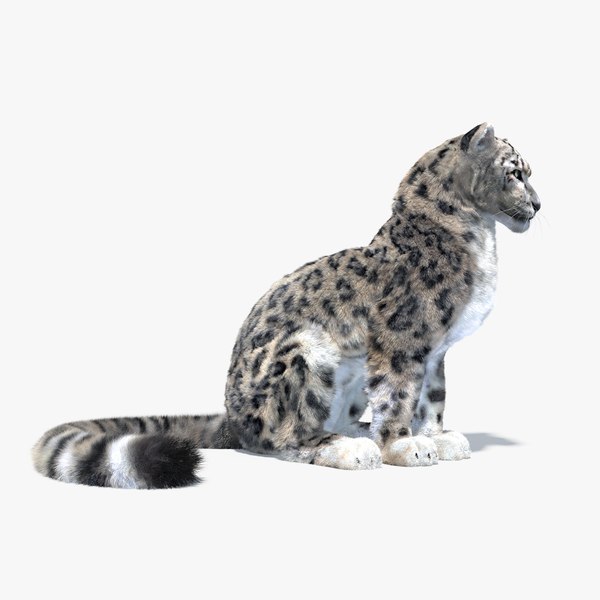 rigged snow leopard animation max