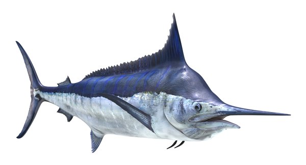 3d blue marlin