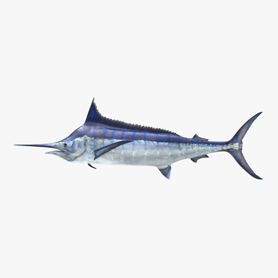 Blue Marlin 3D model preview