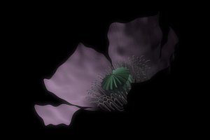 papaver somniferum