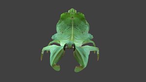 Beetle, old leafbody bug, leaf ghost