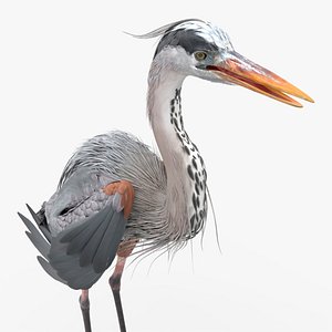 Blue Heron Bird For Blender 3D model
