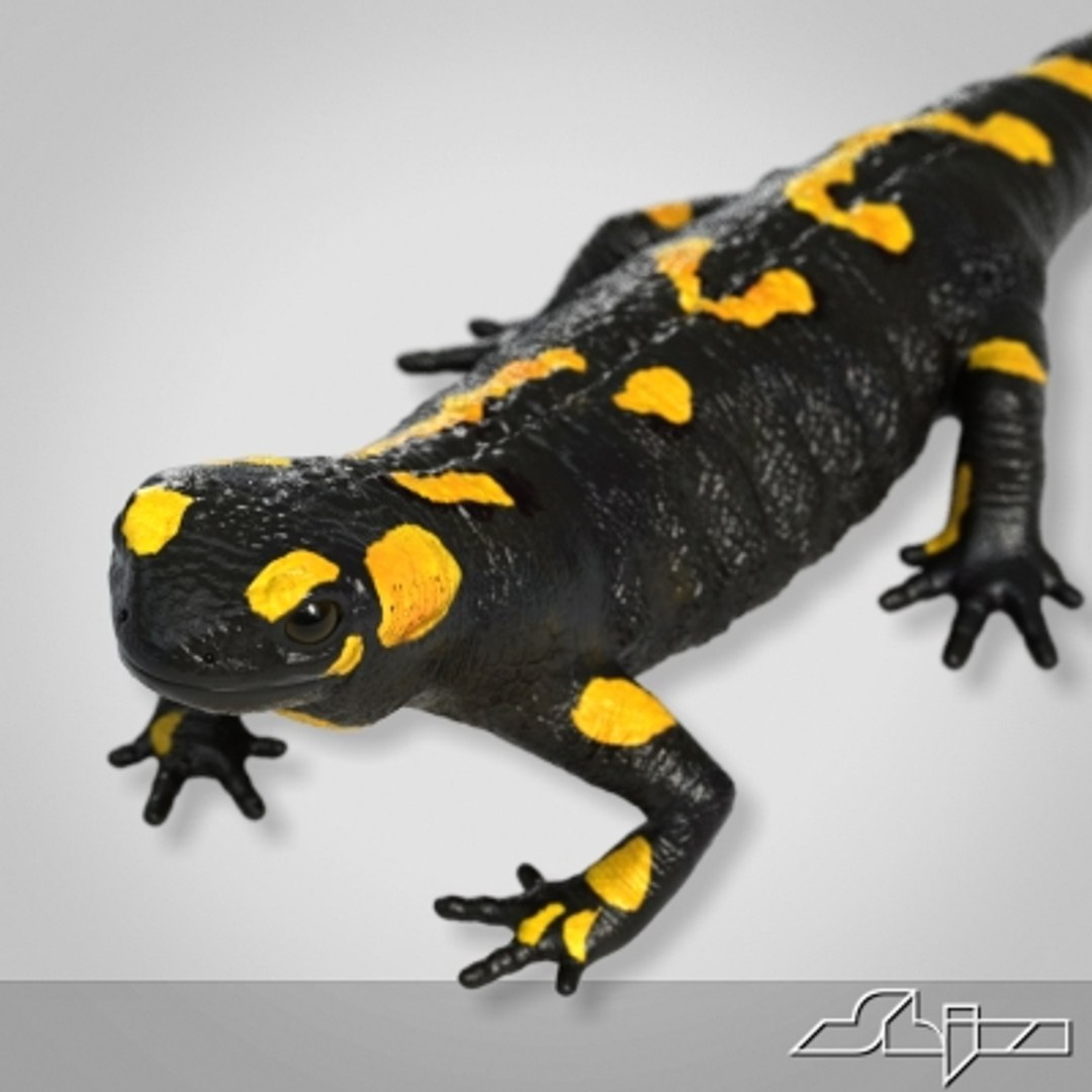 3d salamander lizard model https://p.turbosquid.com/ts-thumb/8a/vO4GHa/HDTv8g00/render1/jpg/1280403976/1920x1080/fit_q87/155d05d6c9c3c0524087f270aa6b9cc20b2b7b43/render1.jpg