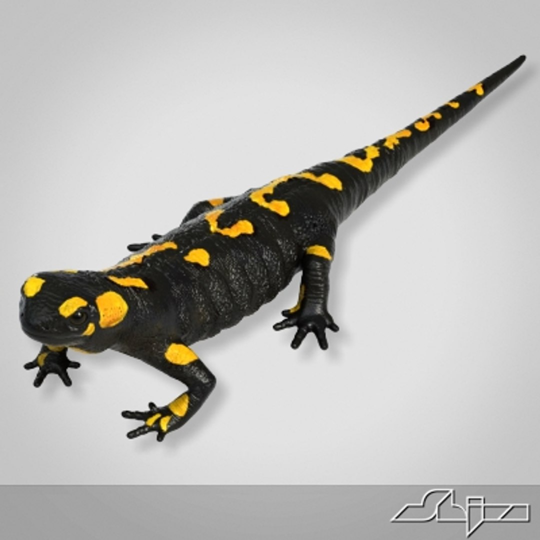 3d salamander lizard model https://p.turbosquid.com/ts-thumb/8a/vO4GHa/iwzznVGf/render3/jpg/1280403976/1920x1080/fit_q87/cf1ca93ecd30fa88f3dd15a42ea81fc3dd3b3450/render3.jpg