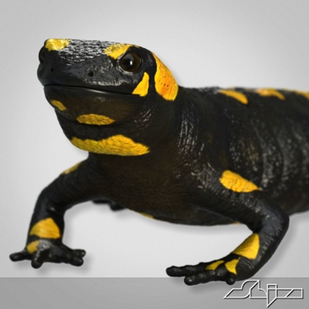 3d salamander lizard model https://p.turbosquid.com/ts-thumb/8a/vO4GHa/w3BIUeJS/render5/jpg/1280403976/1920x1080/fit_q87/2298f4840d7f36b386cd435974bc3b3cac1f18a4/render5.jpg
