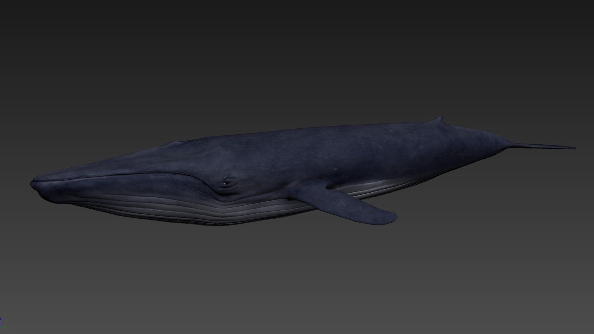 3D blue whale - TurboSquid 1404714