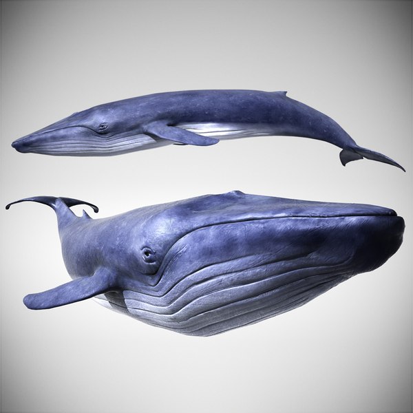 最高の品質 オクタン価対応のシロナガスクジラ3Dモデル - TurboSquid 1404714 その他多肉植物