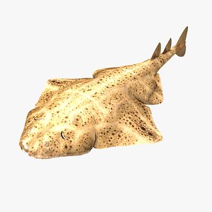 Angelshark Squatina Squatina