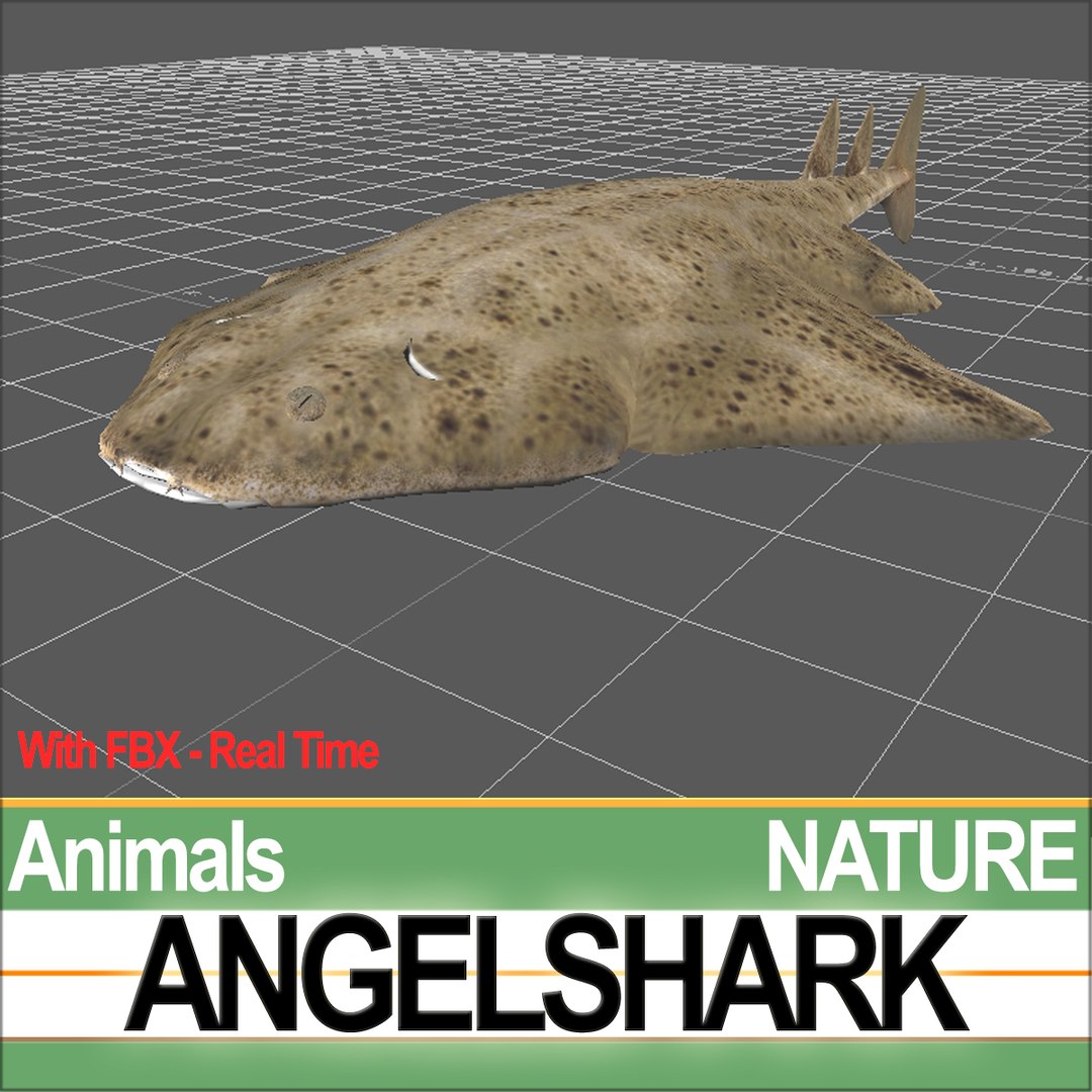 3ds angelshark squatina https://p.turbosquid.com/ts-thumb/8a/yf5CKr/7K/natureangelsharka1c/jpg/1692803946/1920x1080/fit_q87/76d2f1e149b850b01b57a0b6b6dc46f175d15a55/natureangelsharka1c.jpg