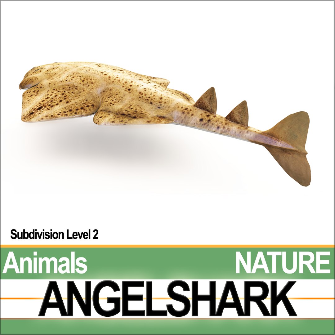 3ds angelshark squatina https://p.turbosquid.com/ts-thumb/8a/yf5CKr/9E/natureangelsharka3/jpg/1692803986/1920x1080/fit_q87/72b58701ae63118ce1028cfe378136a096f6f421/natureangelsharka3.jpg