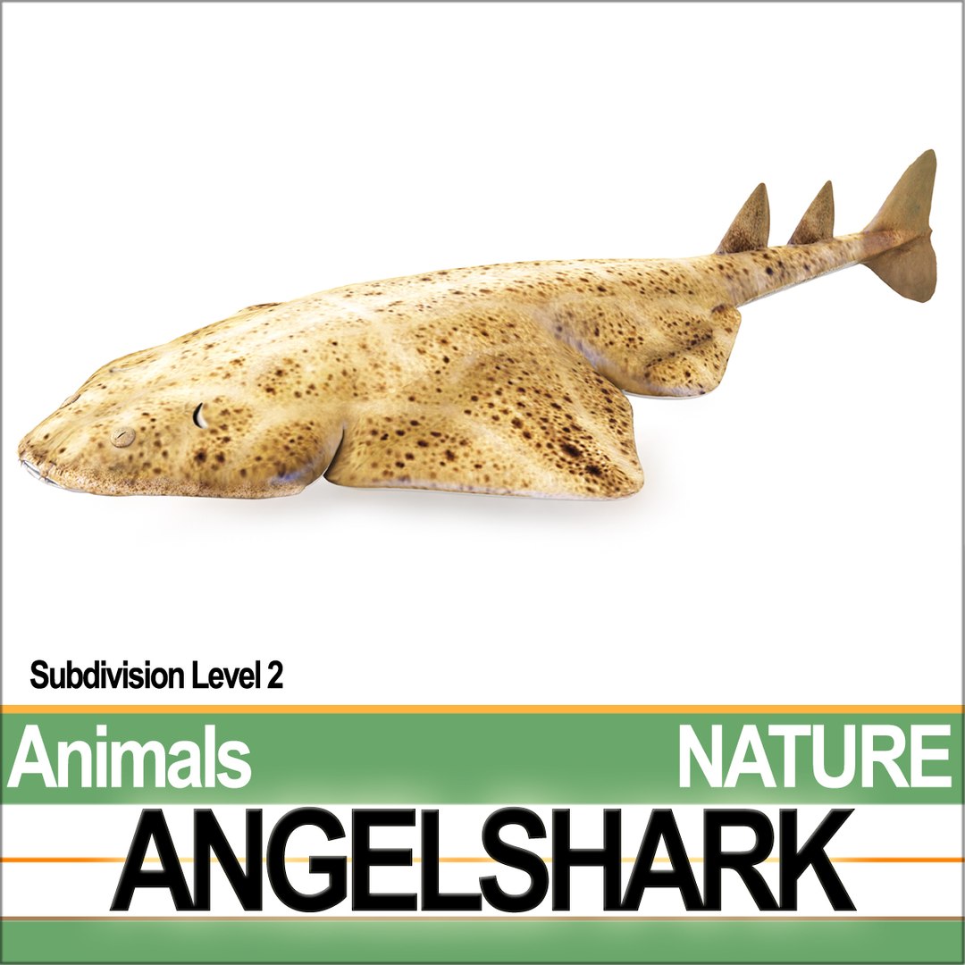 3ds angelshark squatina https://p.turbosquid.com/ts-thumb/8a/yf5CKr/L4/natureangelsharka2/jpg/1692803969/1920x1080/fit_q87/e5818f100206b3cea3954981f14ee57172bb0ff4/natureangelsharka2.jpg